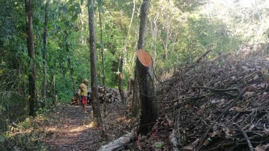 Denuncian tala de árboles en área protegida en Salcedo