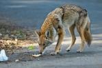 Coyotes continúan expandiéndose y adaptándose al entorno urbano de NY Coyotes continúan expandiéndose y adaptándose al entorno urbano de NY