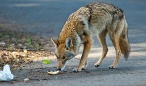 Coyotes continúan expandiéndose y adaptándose al entorno urbano de NY