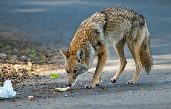 Coyotes continúan expandiéndose y adaptándose al entorno urbano de NY