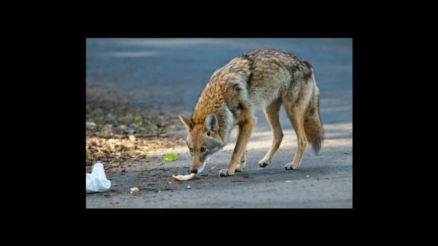 Coyotes continúan expandiéndose y adaptándose al entorno urbano de NY