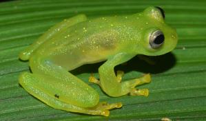 Las ranas de cristal ponen al descubierto el secreto de su transparencia
