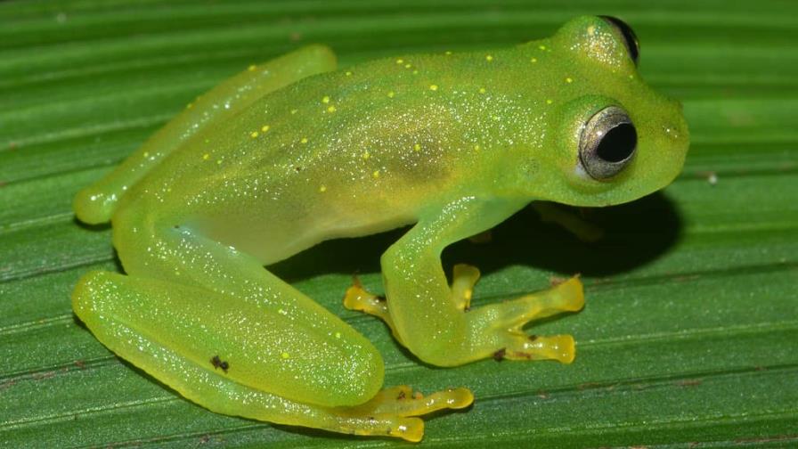 Las ranas de cristal ponen al descubierto el secreto de su transparencia