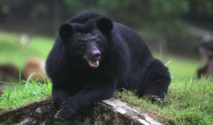 Un oso negro de zoológico de Florida se escapó, hirió a un cuidador y murió