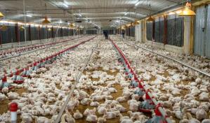 Avicultores logran récord de producción de pollos para enero de 2023 con 19.6 millones de unidades