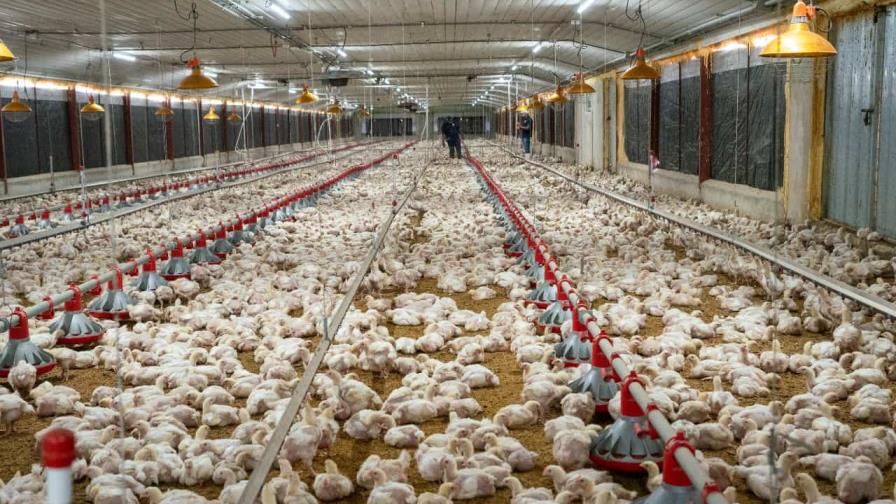 Avicultores logran récord de producción de pollos para enero de 2023 con 19.6 millones de unidades