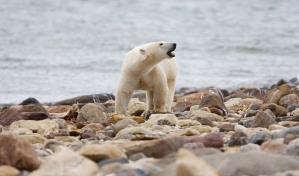 Osos polares, grasa y hielo: cada vez hay menos en el Ártico por el cambio climático