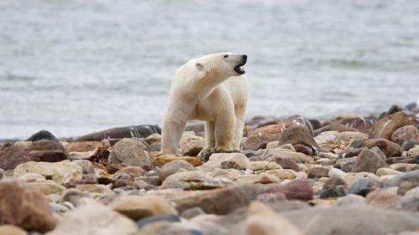 Osos polares, grasa y hielo: cada vez hay menos en el Ártico por el cambio climático