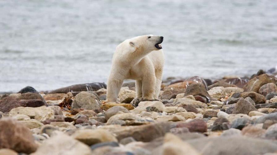 Osos polares, grasa y hielo: cada vez hay menos en el Ártico por el cambio climático