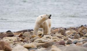 Osos polares del norte de Canadá mueren a ritmo acelerado