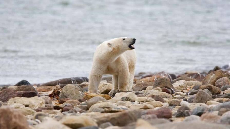 Osos polares del norte de Canadá mueren a ritmo acelerado