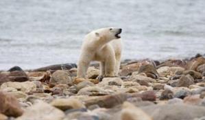 Los osos polares del norte de Canadá mueren a un ritmo acelerado