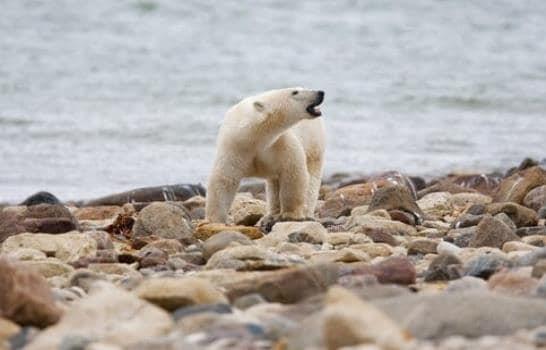 Los osos polares del norte de Canadá mueren a un ritmo acelerado