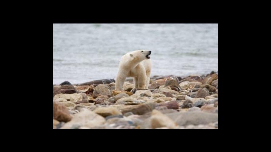 Los osos polares del norte de Canadá mueren a un ritmo acelerado