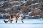 La India intenta salvar el ecosistema para proteger al leopardo de las nieves