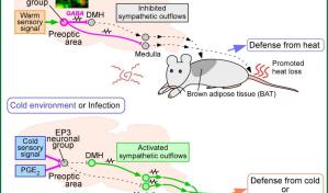 Descubren las neuronas que mantienen en 37 grados temperatura corporal mamíferos