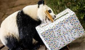 Un panda de dos a&ntilde;os de un zoo de Pa&iacute;ses Bajos result&oacute; ser una hembra y no un macho