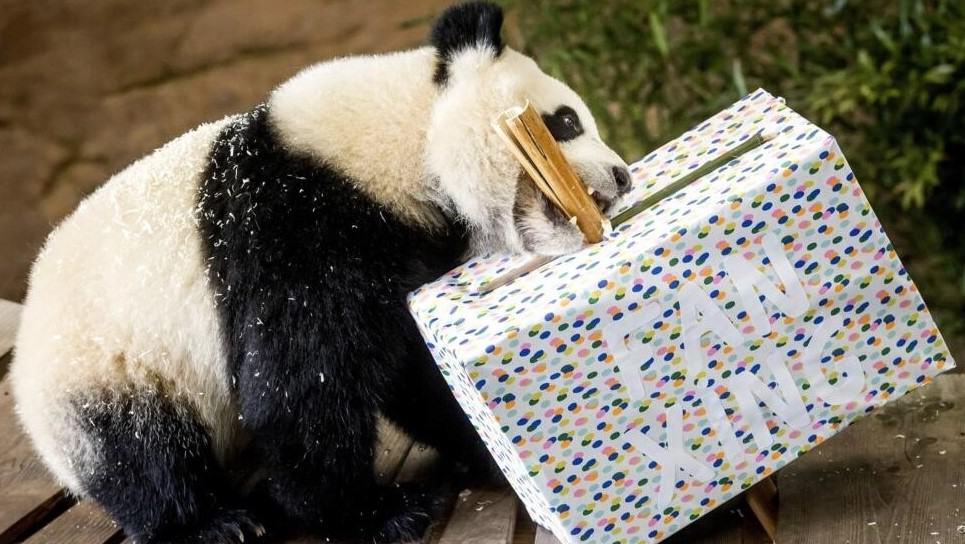 Un panda de dos años de un zoo de Países Bajos resultó ser una hembra y no un macho