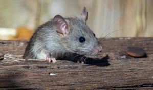 Identifican en ratones un circuito cerebral vinculado al consumo de cocaína