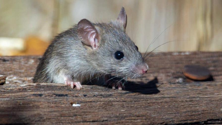 Identifican en ratones un circuito cerebral vinculado al consumo de cocaína Identifican en ratones un circuito cerebral vinculado al consumo de cocaína
