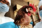 Panamá detecta primer caso de gripe aviar y establece alerta sanitaria