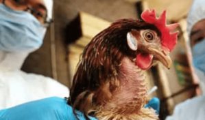 Argentina detecta nuevos casos de gripe aviar en pavos y una gallina