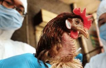 Panamá detecta primer caso de gripe aviar y establece alerta sanitaria