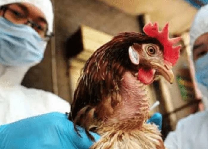 Panamá detecta primer caso de gripe aviar y establece alerta sanitaria