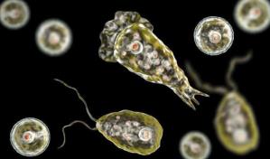 Detectan el primer caso de la ameba comecerebros en Corea del Sur