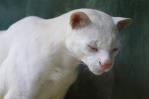 Reportan primer ocelote albino en Colombia Reportan primer ocelote albino en Colombia