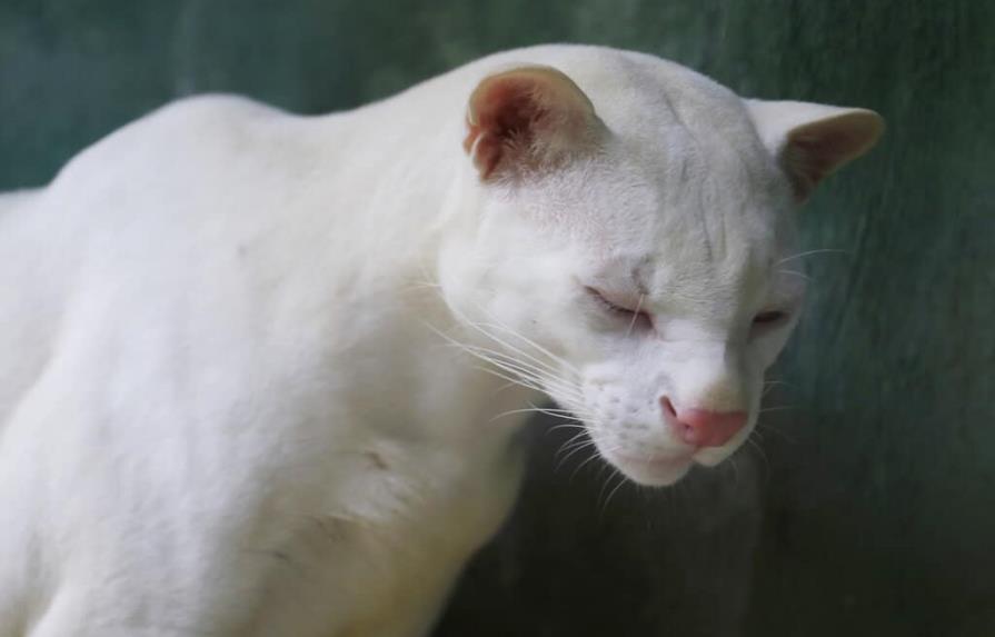 Reportan primer ocelote albino en Colombia