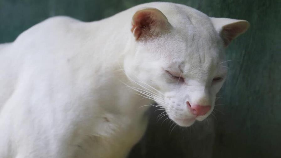 Reportan primer ocelote albino en Colombia