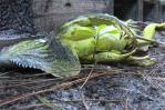 Lluvia de iguanas sorprende a los habitantes del sur de Florida