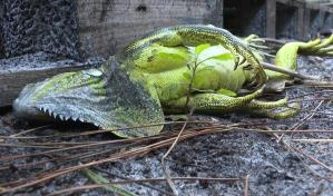 Lluvia de iguanas sorprende a los habitantes del sur de Florida