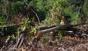 Cortan árboles en el farallón de la avenida Ecológica para evitar delincuencia