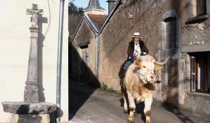 Aston, el toro que se cree caballo