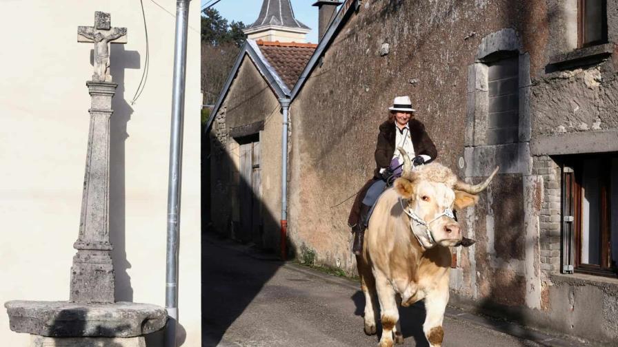 Aston, el toro que se cree caballo