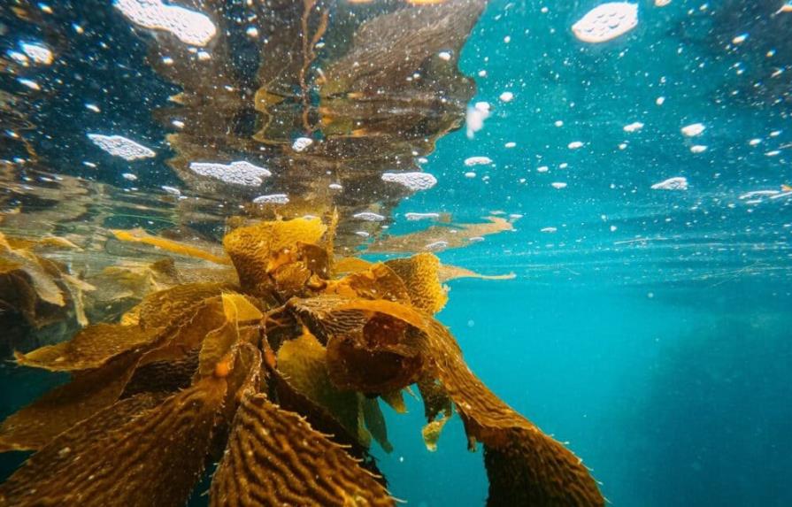 Las algas pardas pueden secuestrar enormes cantidades de CO2