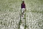 El calor extremo amenaza la seguridad alimentaria de la India en 2023