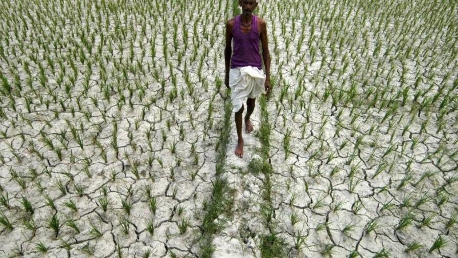 El calor extremo amenaza la seguridad alimentaria de la India en 2023