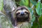 Crean un centro de cuido para osos perezosos en una reserva de Costa Rica Crean un centro de cuido para osos perezosos en una reserva de Costa Rica