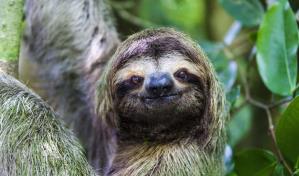 Crean un centro de cuido para osos perezosos en una reserva de Costa Rica