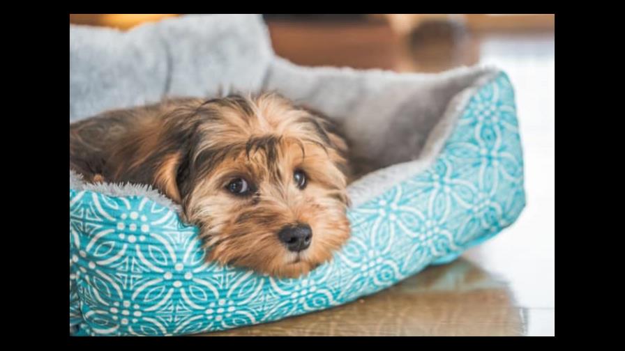 Nunca debes darle estos alimentos a tu perro