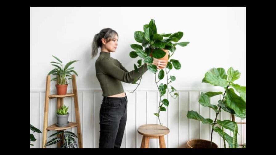 Plantas de interior que te ayudan a eliminar el moho Plantas de interior que te ayudan a eliminar el moho