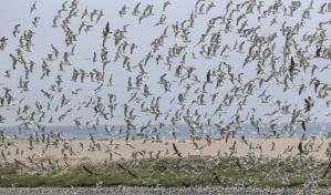 Proteger los flujos migratorios de aves centra inédita iniciativa en América