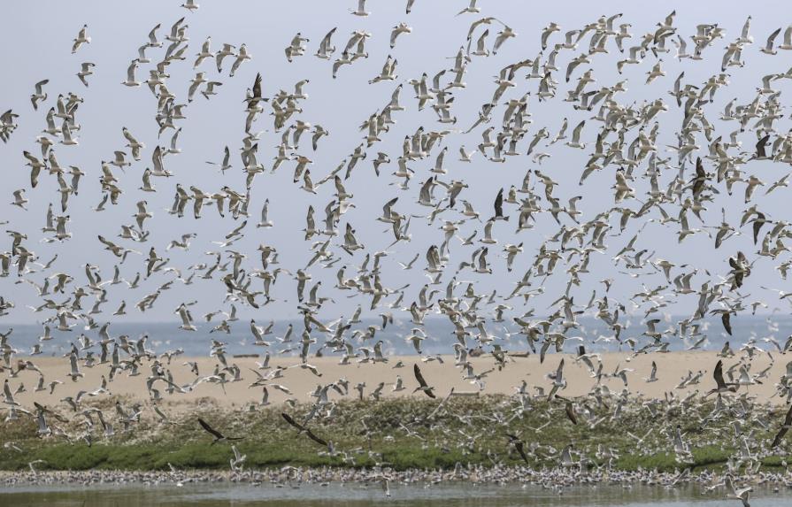 Proteger los flujos migratorios de aves centra inédita iniciativa en América