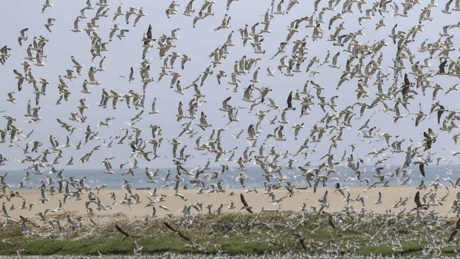 Proteger los flujos migratorios de aves centra inédita iniciativa en América