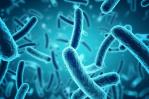 Mecanismo genético en bacterias podría explicar su resistencia a antibióticos Mecanismo genético en bacterias podría explicar su resistencia a antibióticos