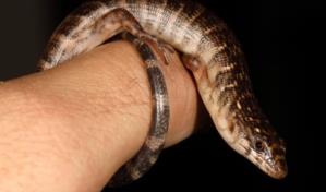 Descubren nueva especie y g&eacute;nero de lagarto en Parque Nacional Jaragua