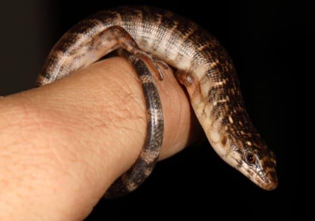 Descubren nueva especie y género de lagarto en Parque Nacional Jaragua